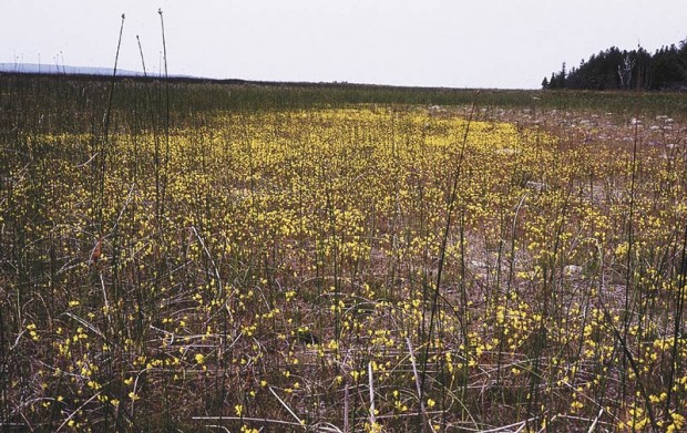 Once we might have thought it an inconsequential loss when this bright gold colony of the native horned bladderwort (Utricularia cornuta, blooming yellow in mass) is overrun by an invasive alien such as creeping buttercup (Ranunculus repens). Now we know that a specific insect might be totally dependent on the bladderwort, and a songbird on those insects, and so on up the food chain.