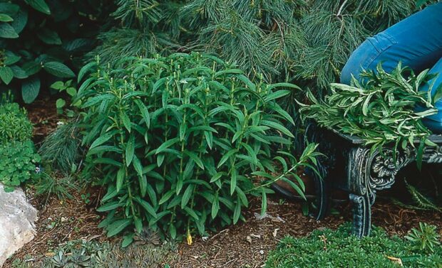 New England aster after pinching the top third off.