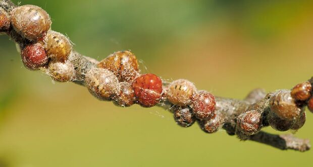 The bumps are oak lecanium scale. They are covered with a sticky substance called honeydew.