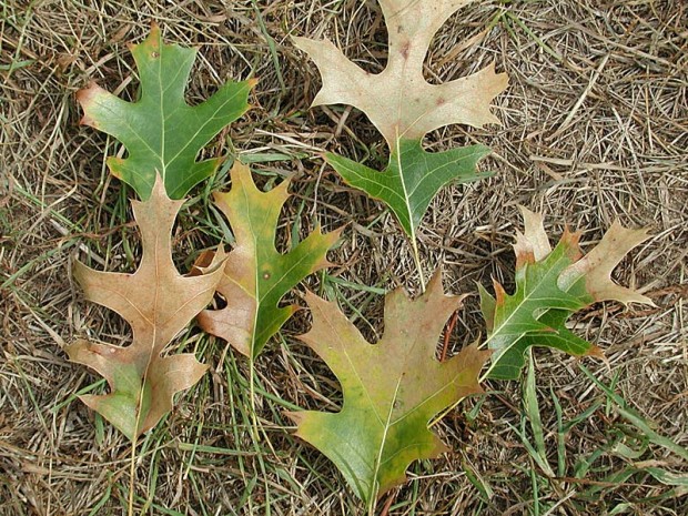 Oak wilt spreads from tree to tree through connected root systems. Untreated, the fungus spreads to adjacent red oak trees, often killing large groups of trees within a few years, eventually killing all nearby root-grafted oaks. These leaves are from an infected oak.