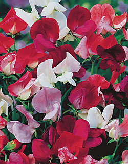 Sweet Pea Old Spice Mix