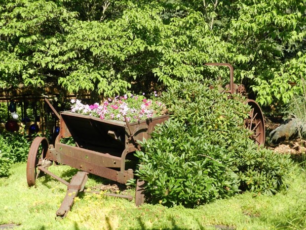 Purchased from a neighbor, this manure spreader is the center of attention in the front yard, along with a white dogwood (Cornus florida ‘Weaver’s White’) and a pink-purple rhododendron (‘Elsie Lee’).