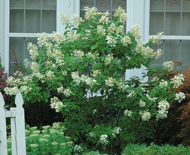 Choice shrub: Panicle hydrangea (Hydrangea paniculata)