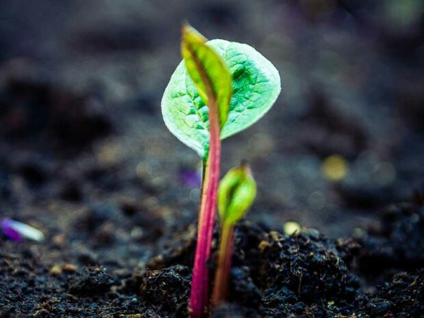 Most vegetable gardeners in Michigan have soil that is in bad condition—a low population of the soil food web.