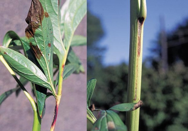 Purple-brown splotches on peony foliage and streaks of the same color on stems are signs of peony botrytis.