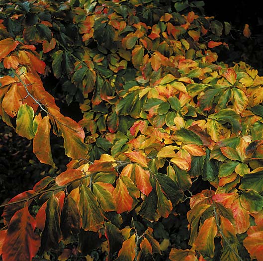 persian-parrotia