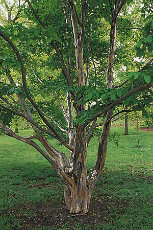 persian-parrotia