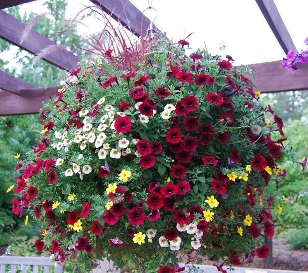 Petunias can be a key component of a glorious hanging basket. (photo credit: Eric Hofley / Michigan Gardener)