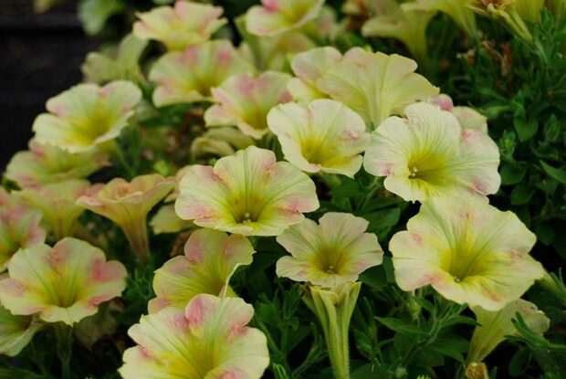 Petunias remain one of the most popular garden plants because of their constant blooms and the great variety of colors, shapes and sizes available. (photo credit: National Garden Bureau)