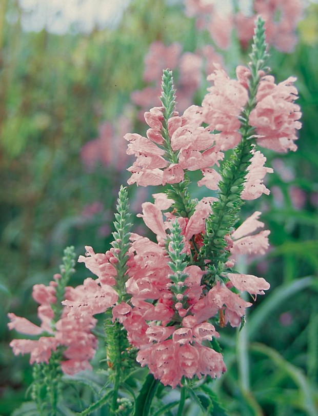 Physostegia virginiana ‘Pink Bouquet’ (Photo: Jonathon Hofley / Michigan Gardner)