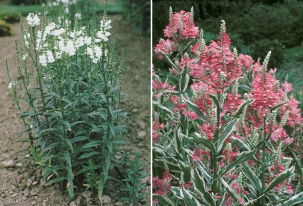 Left: Physostegia virginiana (Photo: Stephen Still) Right: Physostegia virginiana ‘Variegata’ (Photo: White Flower Farm/Michael Dodge)