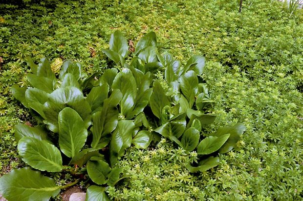 pigsqueak-bergenia-cordifolia-sweet-woodruff-galium-odoratum