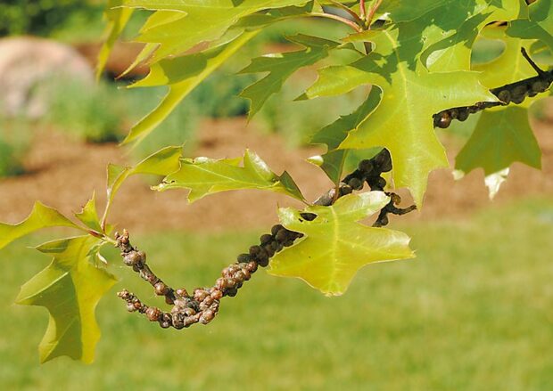 However, a closer look at the pin oak shows tiny bumps along the twigs.