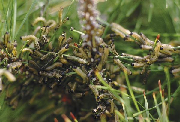 View pine sawfly as a disgusting flip side to mugo pine and Austrian pine, enjoy their lively dance routine.