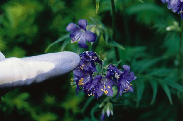 Pointing out spent flowers on Jacob's ladder (Polemonium caeruleum).