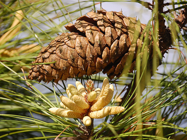 pollen-and-seed-cones
