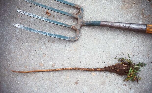 Remove all existing plants to be excluded from the garden. Pay special attention to remove all perennial weeds and their roots, such as the dandelion removed by this digging fork.