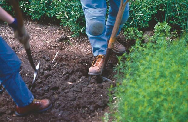 Loosen the soil with a spading fork. Insert the fork as far as possible into the soil and “pop” it by pulling back on the handle.