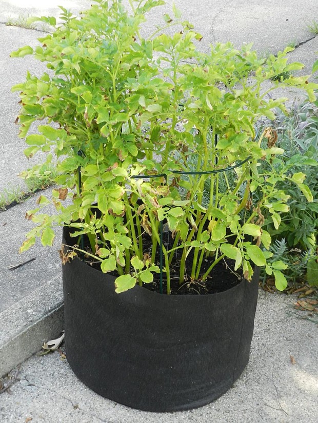 Grese grew Yukon Gold potatoes in what is typically called a grow bag. They are great reusable containers for vegetables and now come in many colors and sizes.