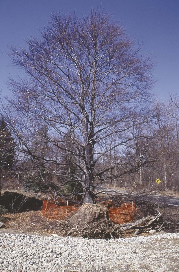 If you can’t protect most or all of the root zone, it’s not realistic to have that plant on your “keeper”list.This is especially true of species that are intolerant of root disturbance,such as this 70- year-old beech.The root zone extends to and beyond the tree’s drip line.Less than one-third of that area was protected. The tree died within the year.