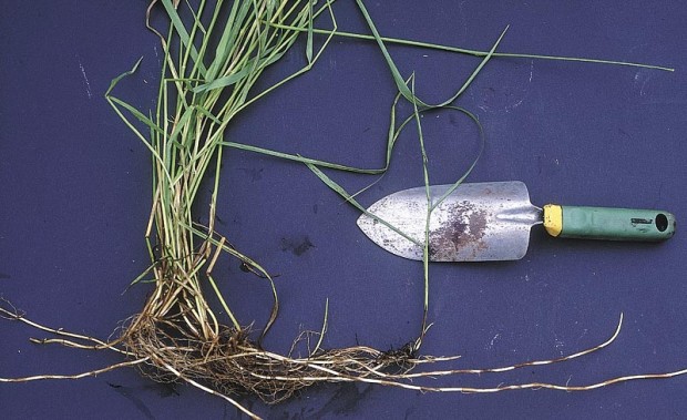 When you see that a plant has running roots that turn up into new plants, like the quack grass (Agropyron repens) has done here in the blade that crosses the trowel, roll up your sleeves! You’re taking on a perennial weed.