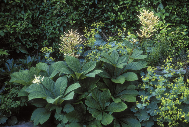 Rejoice in clay, the choice of many fine plants. Roses and crabapples, plus rarer beauties like Rodgersia (above) thrive in a loose clay-based soil.