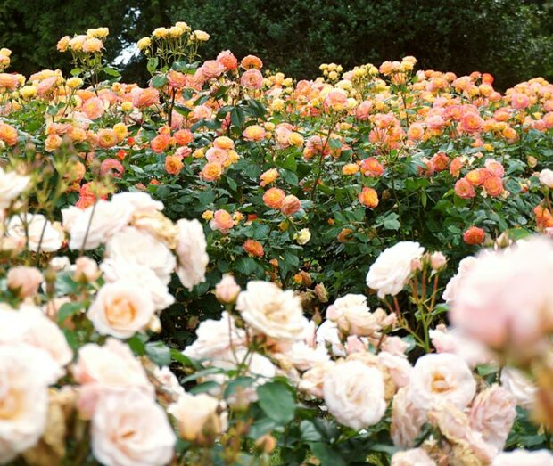 Typically roses need at least six hours of full, direct sunlight daily and will do better if they receive more.