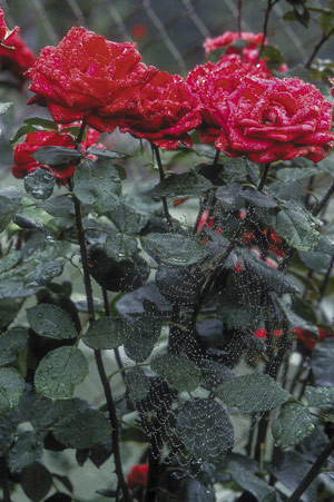 Many plants enjoy loose, clay-based soil, including roses.