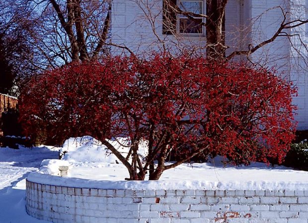 sargent-crabapple-malus-sargentii