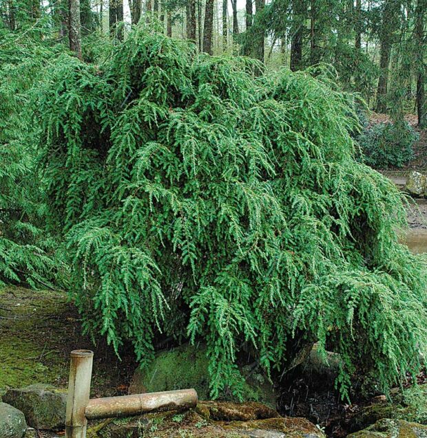 Choice shrub: Sargent hemlock (Tsuga canadensis 'Sargentii')