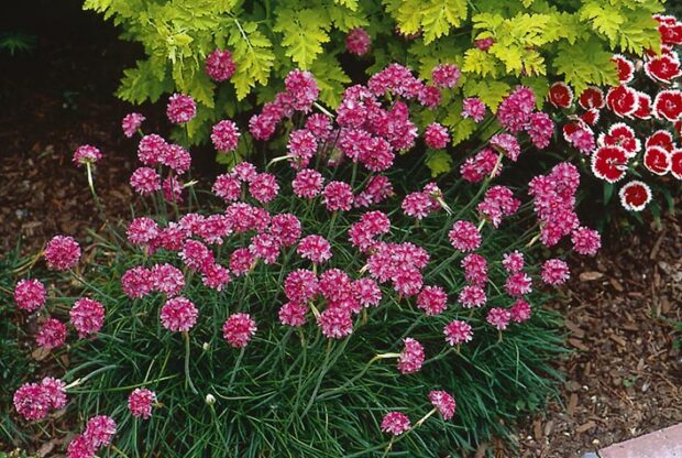 Sea pinks after deadheading.