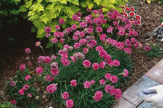 Sea pinks (Armeria maritima) before deadheading.