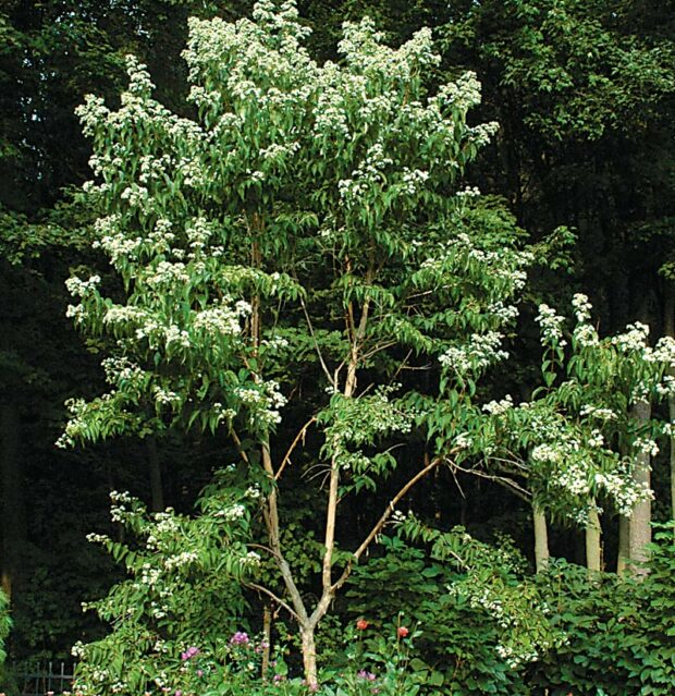 Seven-son flower (Heptacodium miconioides)