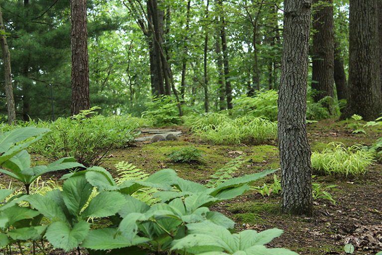 site Extra Serenity in the shade Michigan Gardener