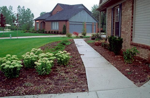 shrubs-in-narrow-space-between-house-and-walkway
