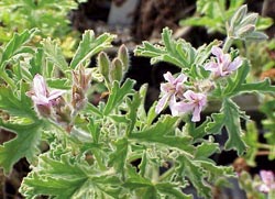 silver-leaf-rose-scented-geranium