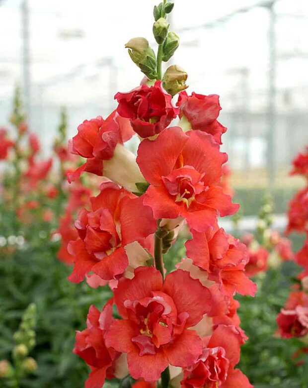 Snapdragon: 'DoubleShot Orange Bicolor'