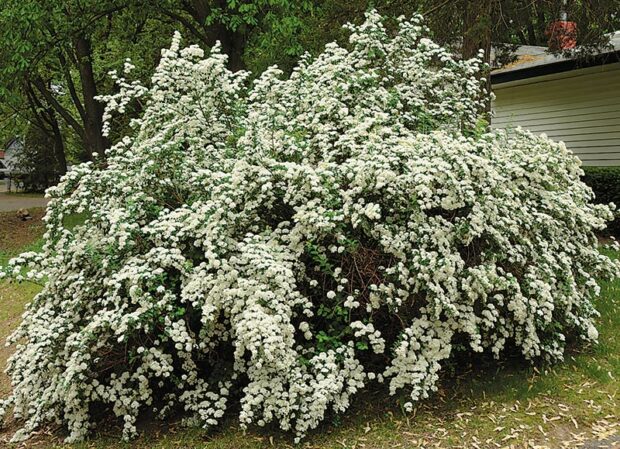 Choice shrub: Snowmound spirea (Spiraea x vanhouttei) 