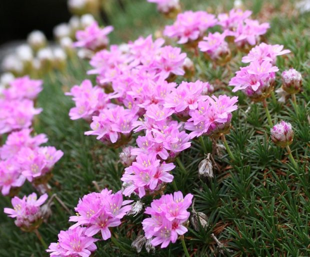 Spanish thrift (Armeria juniperifolia)