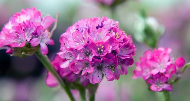 'Splendens' sea thrift (Armeria maritima 'Splendens’