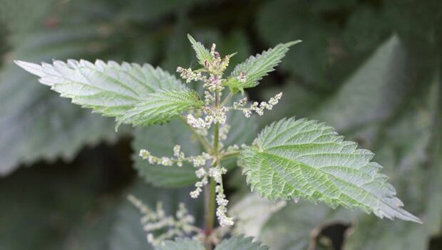 Stinging nettle (Urtica dioica) foliage & flowers (photo credit: MSU Extension)