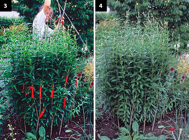 Left: I’m releasing the plant from its string girdle now, and the stems are relaxing against the crutches. Right: Don’t you think using crutches allows the plant to retain its grace? Just compare it to the strung-up culver’s root in photo number 1.