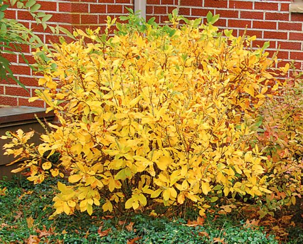 Choice shrub: Summersweet (Clethra alnifolia)