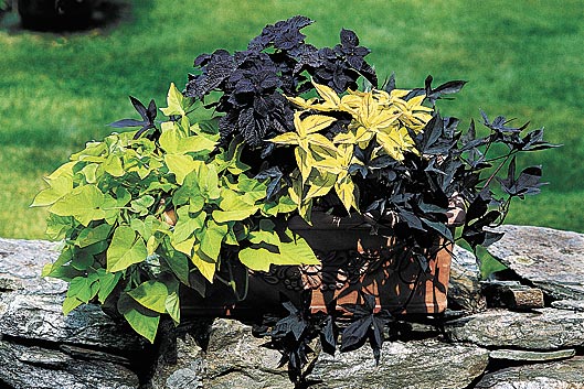 sweet-potato-vine-margarita-blackie-coleus