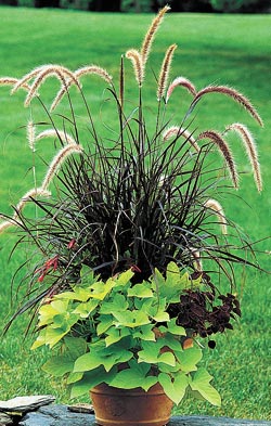 Plant Focus Sweet Potato Vine Michigan Gardener