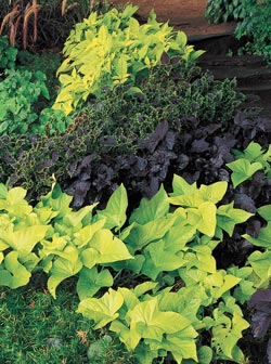 sweet-potato-vine-with-coleus