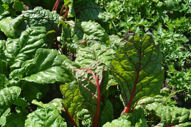 By harvesting just the outer stalks of the chard, it will continue to send up new shoots for later cutting.