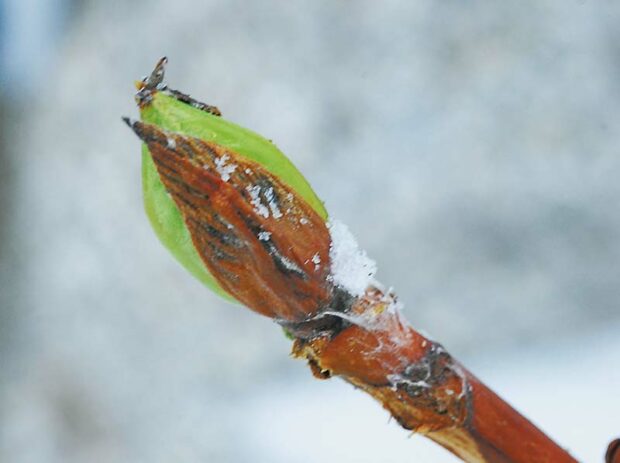 The tip bud on a mophead hydrangea branch. It survived winter and is beginning to grow in spring, but has one last hurdle to clear: late spring frosts.