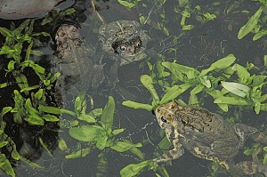 toads-in-backyard-pond