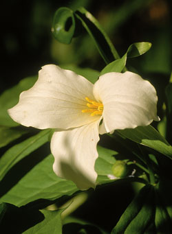 trillium-grandiflorum